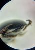 Ilybius quadriguttatus